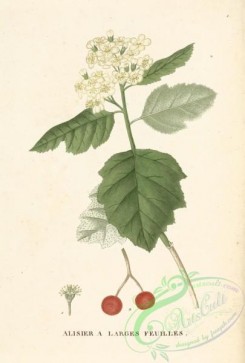 herbarium-00130 - Sorbus latifolia