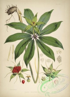 herbarium-00135 - paris polyphylla