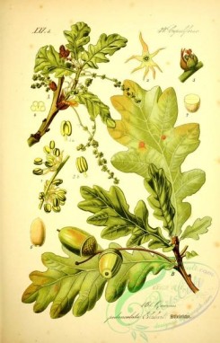 herbarium-00162 - quercus pedunculata