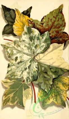 herbarium-00178 - Hardy Garden Ivies