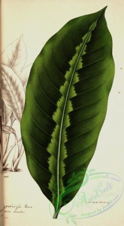 herbarium-00199 - maranta warscewiczii, 2