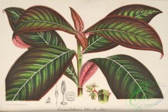 herbarium-00215 - campylobotris
