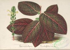 herbarium-00227 - gymnostachyum verschaffeltii