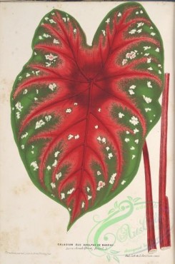 herbarium-00233 - caladium duc adolphe de nassau