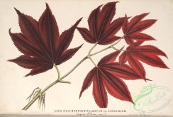 herbarium-00238 - acer palmatum sanguineum