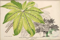 herbarium-00259 - fatsia japonica aureo-reticulata