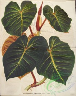 herbarium-00265 - philodendron daguense