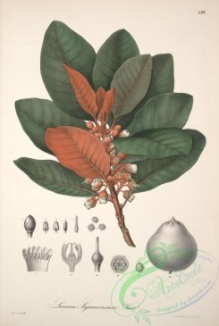 herbarium-00270 - lucuma arguacoensium