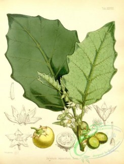 herbarium-00302 - solanum repandum