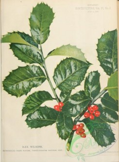 herbarium-00323 - ilex wilsoni