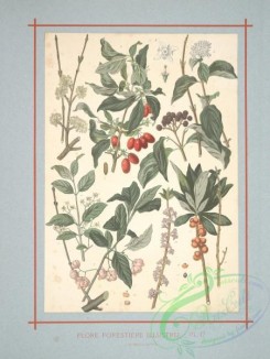 herbarium-00364 - cornus sanguinea, evonymus europaeus, daphne mezereum