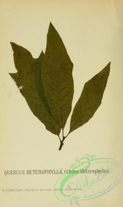 herbarium-00399 - quercus heterophylla