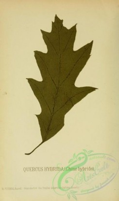 herbarium-00401 - quercus hybrida