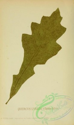 herbarium-00404 - quercus lyrata