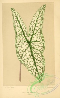 herbarium-00472 - caladium belleymii