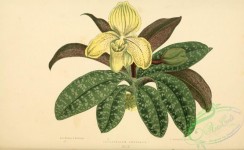 herbarium-00480 - cypripedium concolor