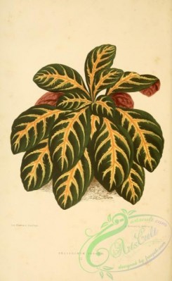 herbarium-00485 - eranthemum igneum