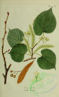 herbarium-00529 - tilia glabra