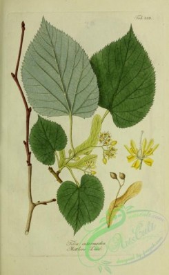 herbarium-00530 - tilia intermedia
