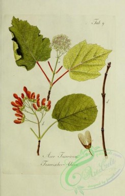 herbarium-00549 - acer tataricum