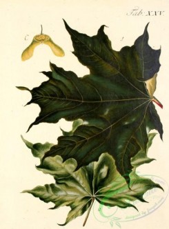 herbarium-00563 - 131-Sycomore Tree, Greater Maple, Sycomore, Greater Maple