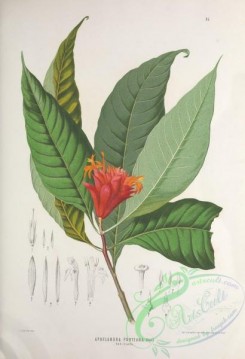 herbarium-00570 - aphelandra porteana clava