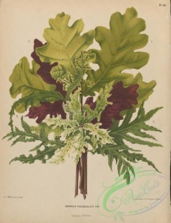 herbarium-00602 - quercus pedunculata