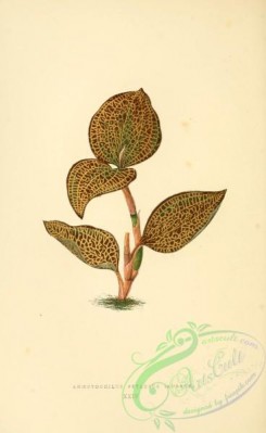 herbarium-00607 - anoectochilus setaceus aureus