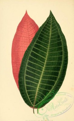 herbarium-00630 - cyanophyllum magnificum