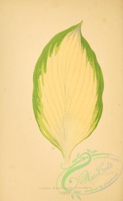 herbarium-00639 - funkia sieboldiana variegata
