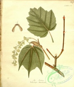 herbarium-00707 - acer striatum