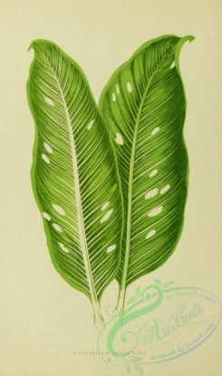 herbarium-00739 - dieffenbachia baraquiniana