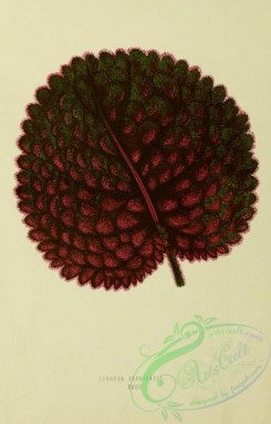 herbarium-00744 - gesnera exoniensis