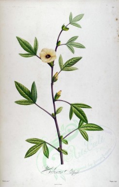 hibiscus-00029 - hibiscus sabdariffa [3175x4958]