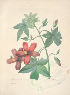 hibiscus-00075 - hibiscus [5170x6994]