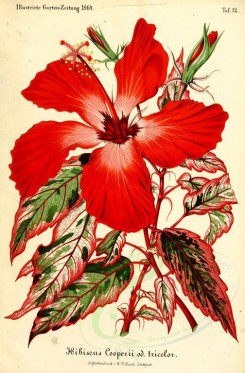 hibiscus-00086 - hibiscus cooperii tricolor [2572x3913]