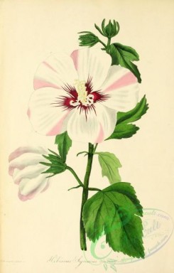 hibiscus-00217 - Variegated-flowered Syrian Hibiscus, hibiscus syriacus variegatus