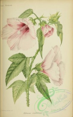 hibiscus-00224 - hibiscus cisplatinus