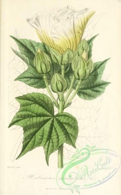 hibiscus-00229 - hibiscus mutabilis