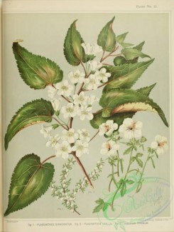 hibiscus-00231 - plagianthus divaricatus, plagianthus lyallii, hibiscus trionum