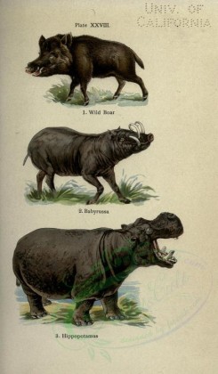 hoofed-00058 - Wild Boar, Babyrussa, Hippopotamus [2396x4106]