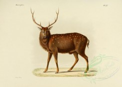 hoofed-00249 - North China sika deer, 2 [3486x2479]
