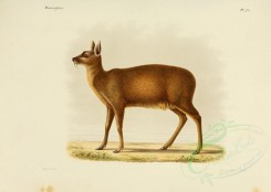 hoofed-00254 - Siberian musk deer, 2 [3486x2479]