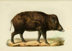 hoofed_best-00087 - North China Wild Boar [3486x2479]