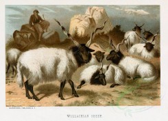 hoofed_cattlefarm-00047 - WALLACHIAN SHEEP [2534x1830]