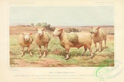 hoofed_cattlefarm-00069 - Sheep