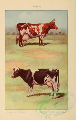 hoofed_cattlefarm-00120 - Ayrshire Cow, Holstein-Friesian Cow