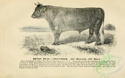 hoofed_cattlefarm-00182 - black-and-white 017-Devon Bull