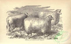 hoofed_cattlefarm-00223 - black-and-white 058-Improved Kentucky Sheep