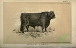 hoofed_cattlefarm-00553 - black-and-white 057-Galloway Bull